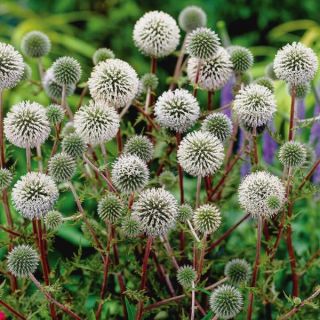 Arctic Glow Globe Thistle Thumbnail